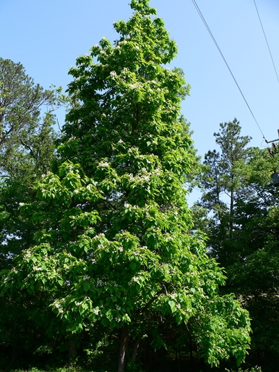 {Catalpa speciosa}